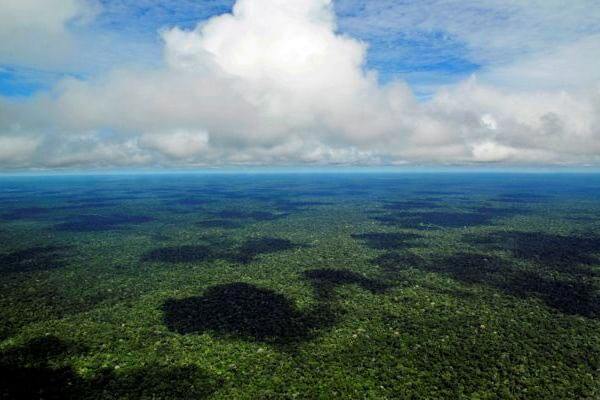 Panorâmico Floresta Amazônica